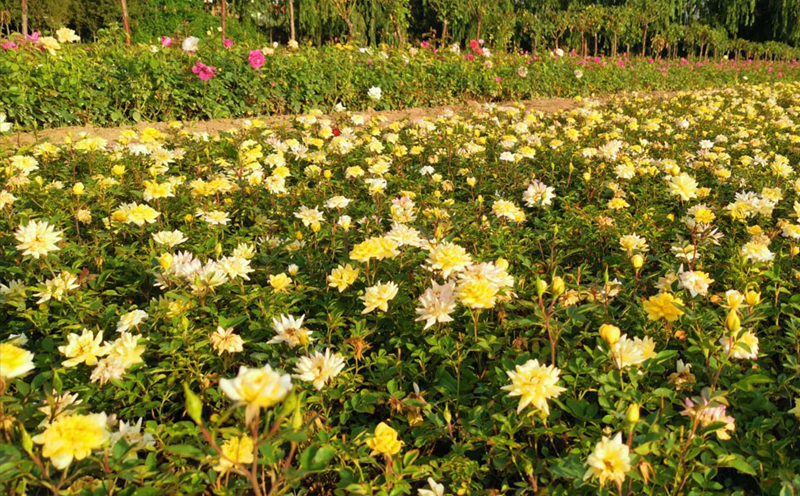 黄西宁月季花展示